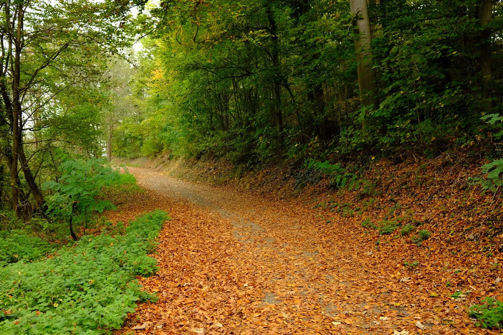 Экзотенвальд Вайнхайм