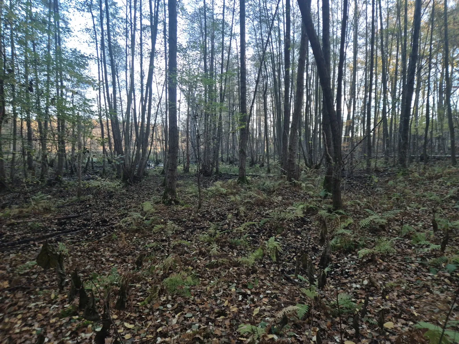Вид на озеро Фаулер-Зе в Германии
