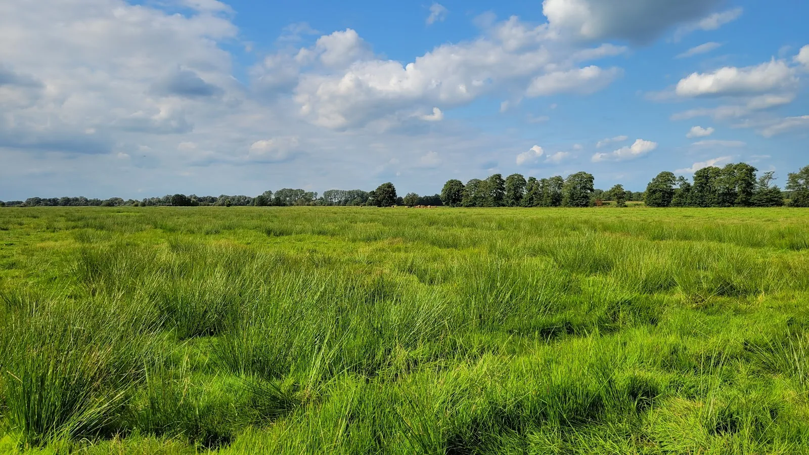 Фишерхудер Вюмменидерунг