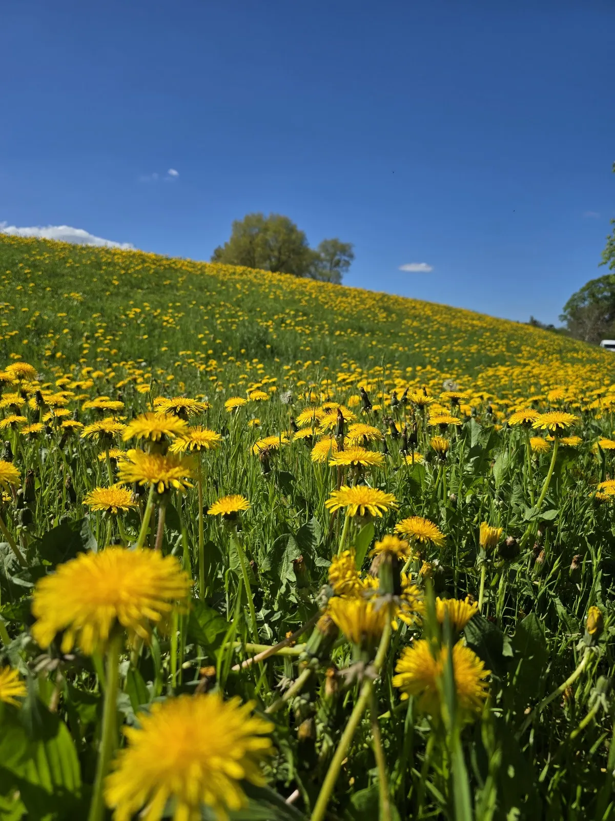 Фордайхфлехе Вердерланд