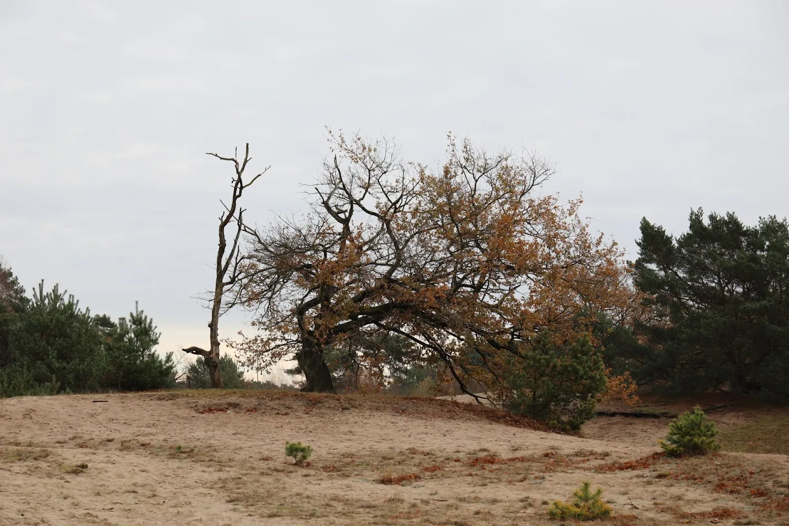 Ландшафт природного заповедника Фёльзен