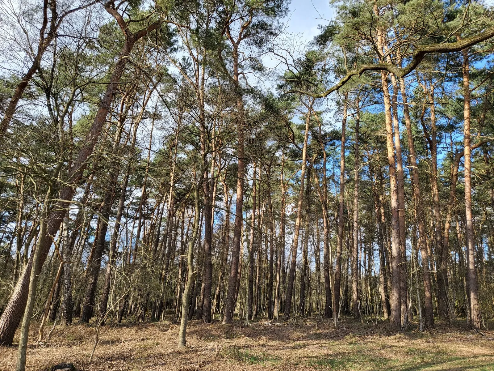 Ландшафт природного заповедника Фёльзен
