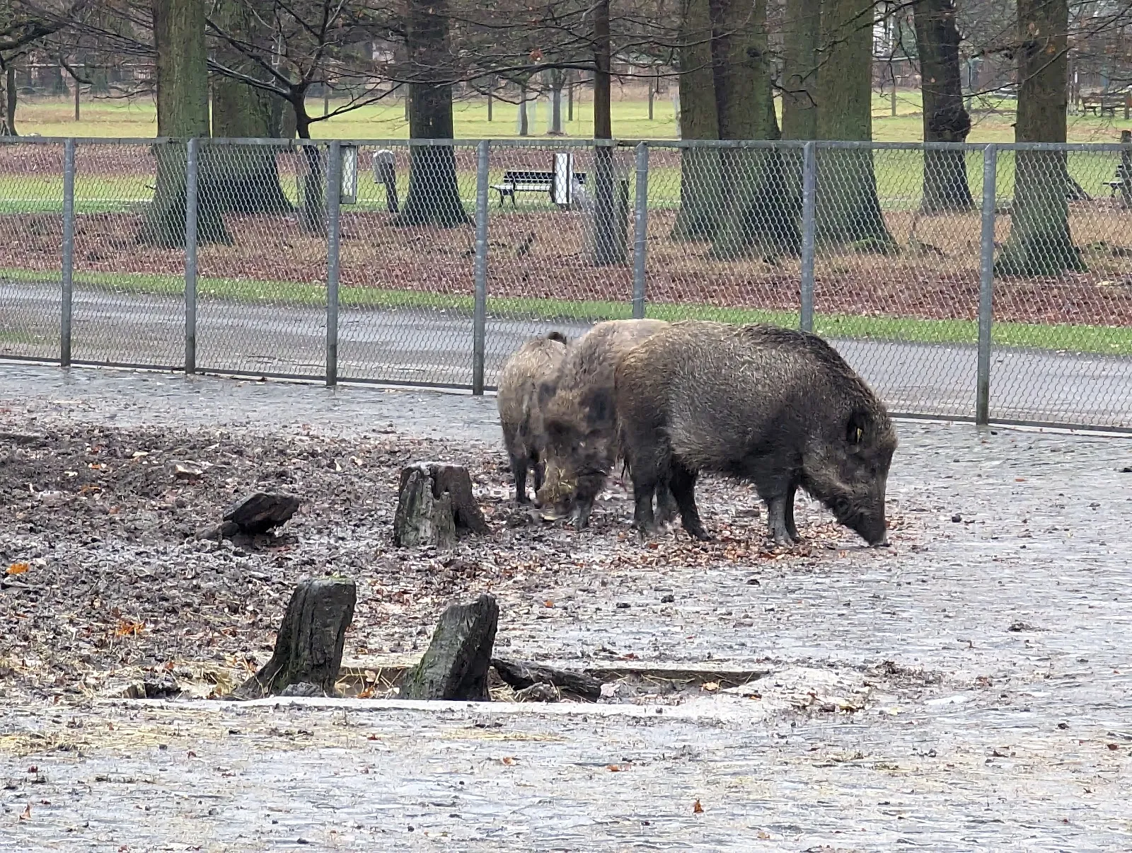 Ганноверский Тиргартен