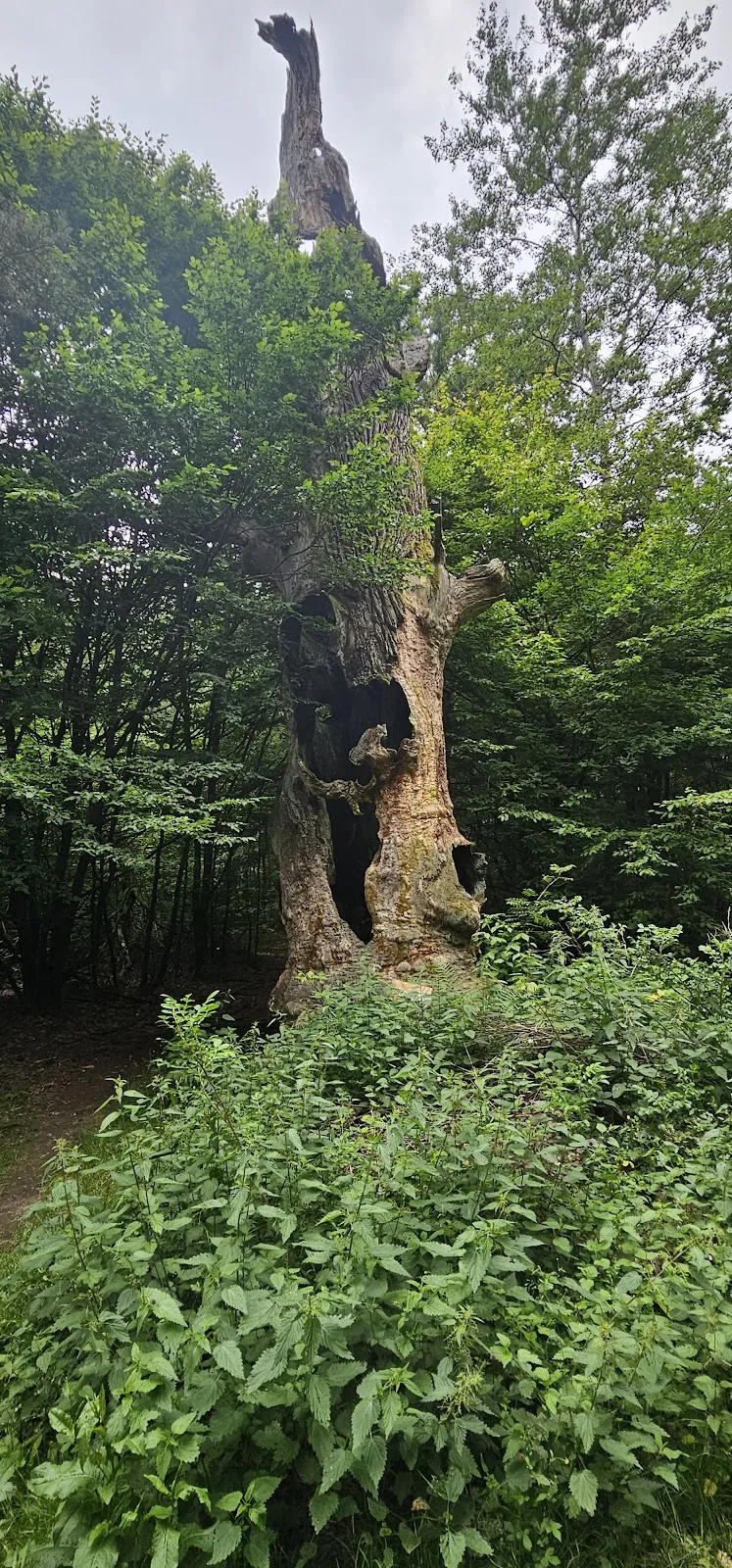 Гейлиге Айхе