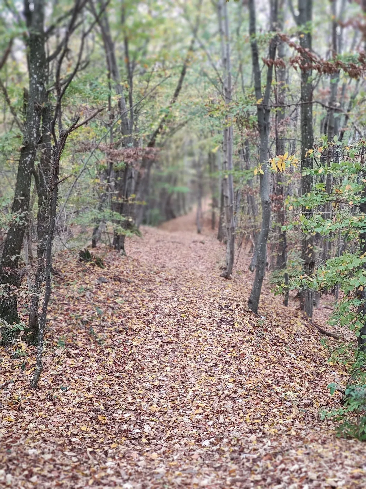 Природный заповедник Гольдланд-Клаузенберг