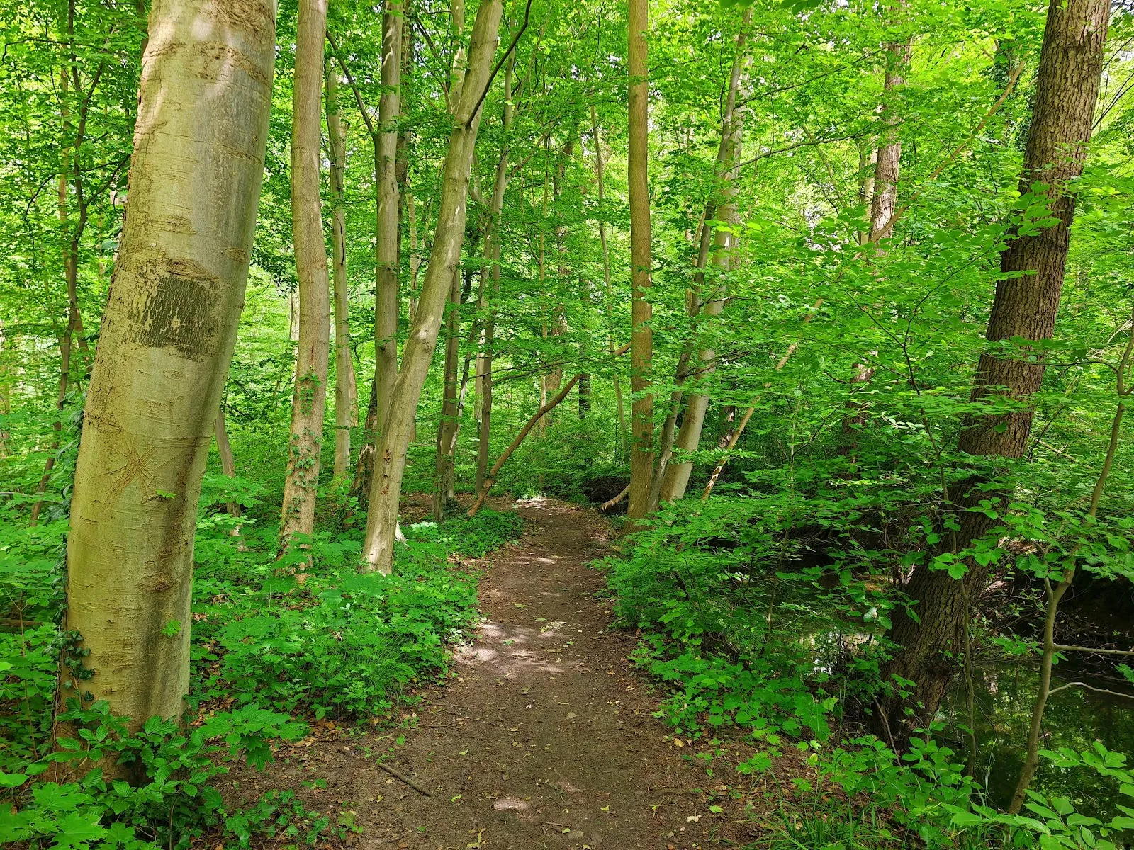 Фотография деревьев в городском лесу Айленриде, Германия