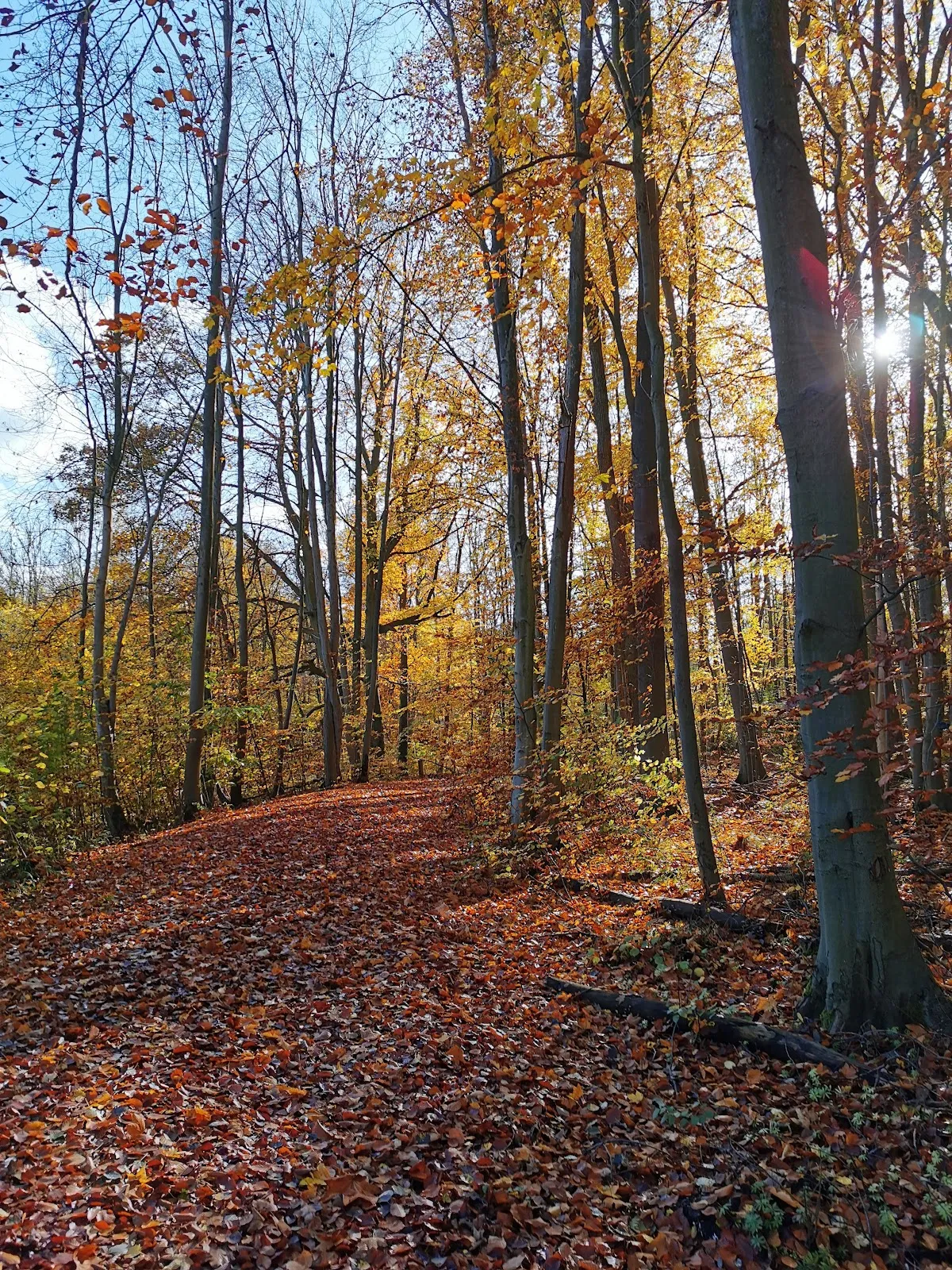 Пейзаж Городского леса Плау с деревьями и тропинкой
