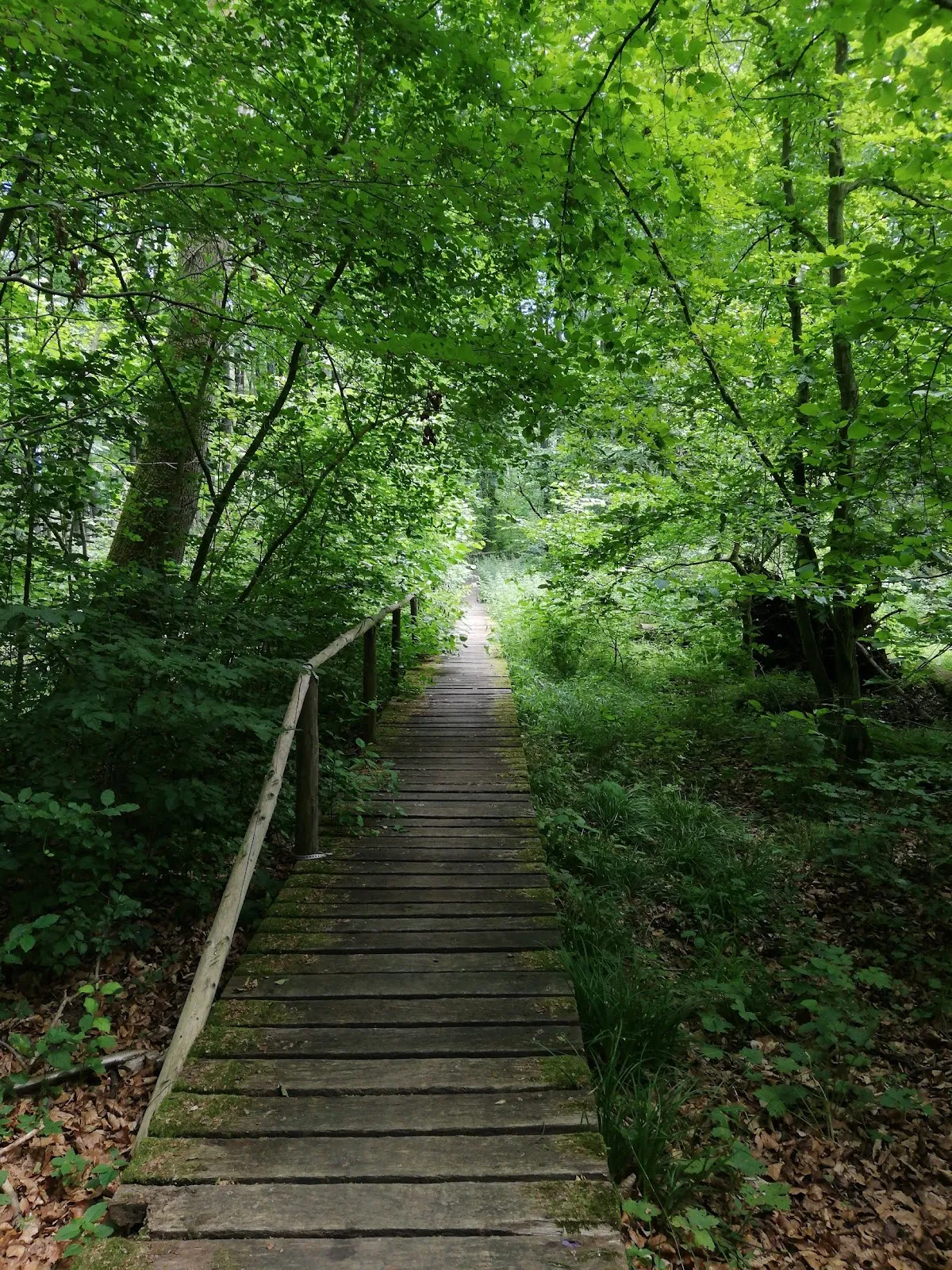 Пейзаж Городского леса Плау с деревьями и тропинкой