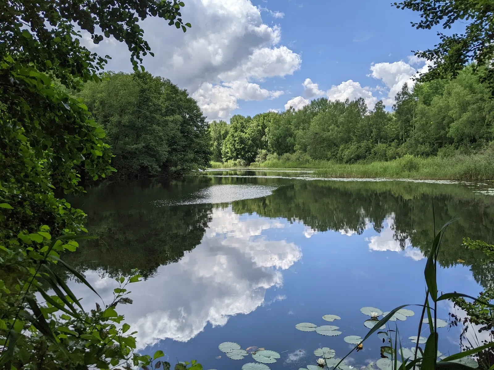 Пейзаж Городского леса Плау с деревьями и тропинкой