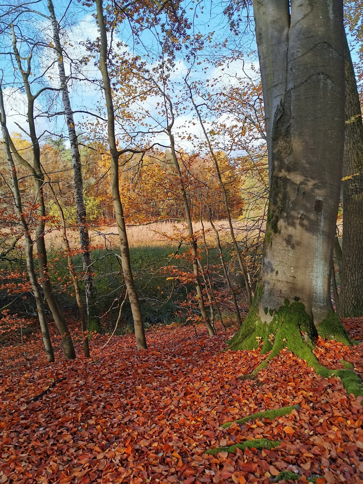 Пейзаж Городского леса Плау с деревьями и тропинкой