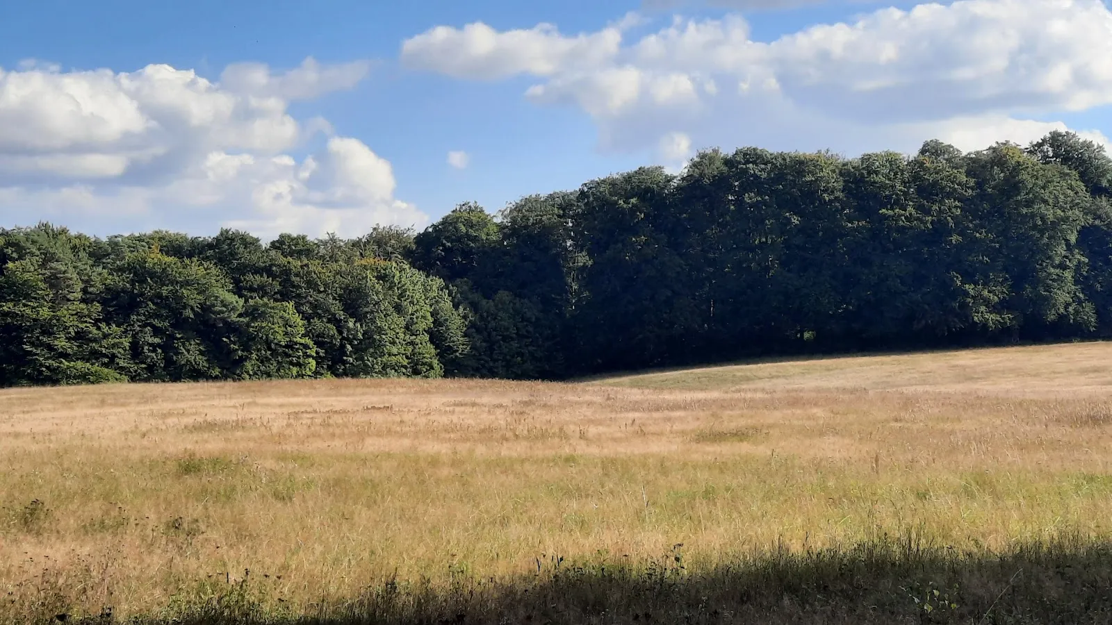 Пейзаж Городского леса Плау с деревьями и тропинкой