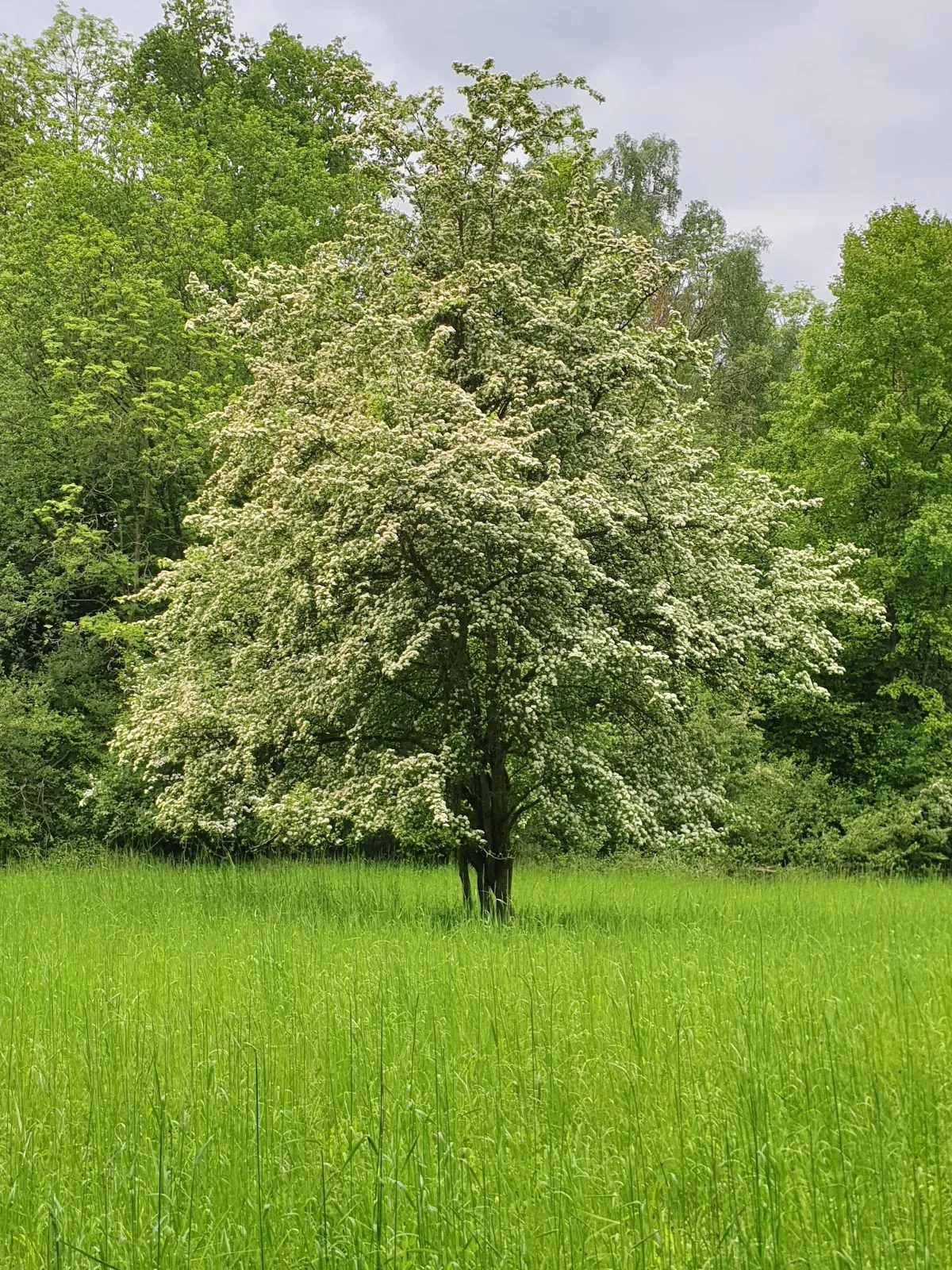 Пейзаж Городского леса Плау с деревьями и тропинкой