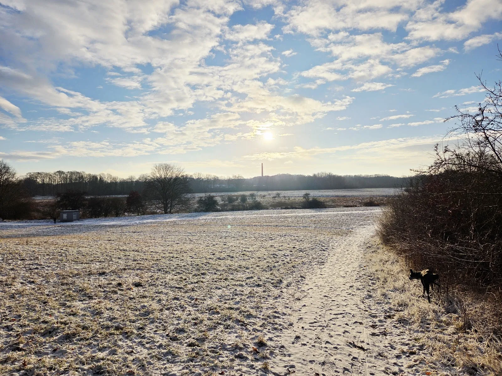 Пейзаж Городского леса Плау с деревьями и тропинкой