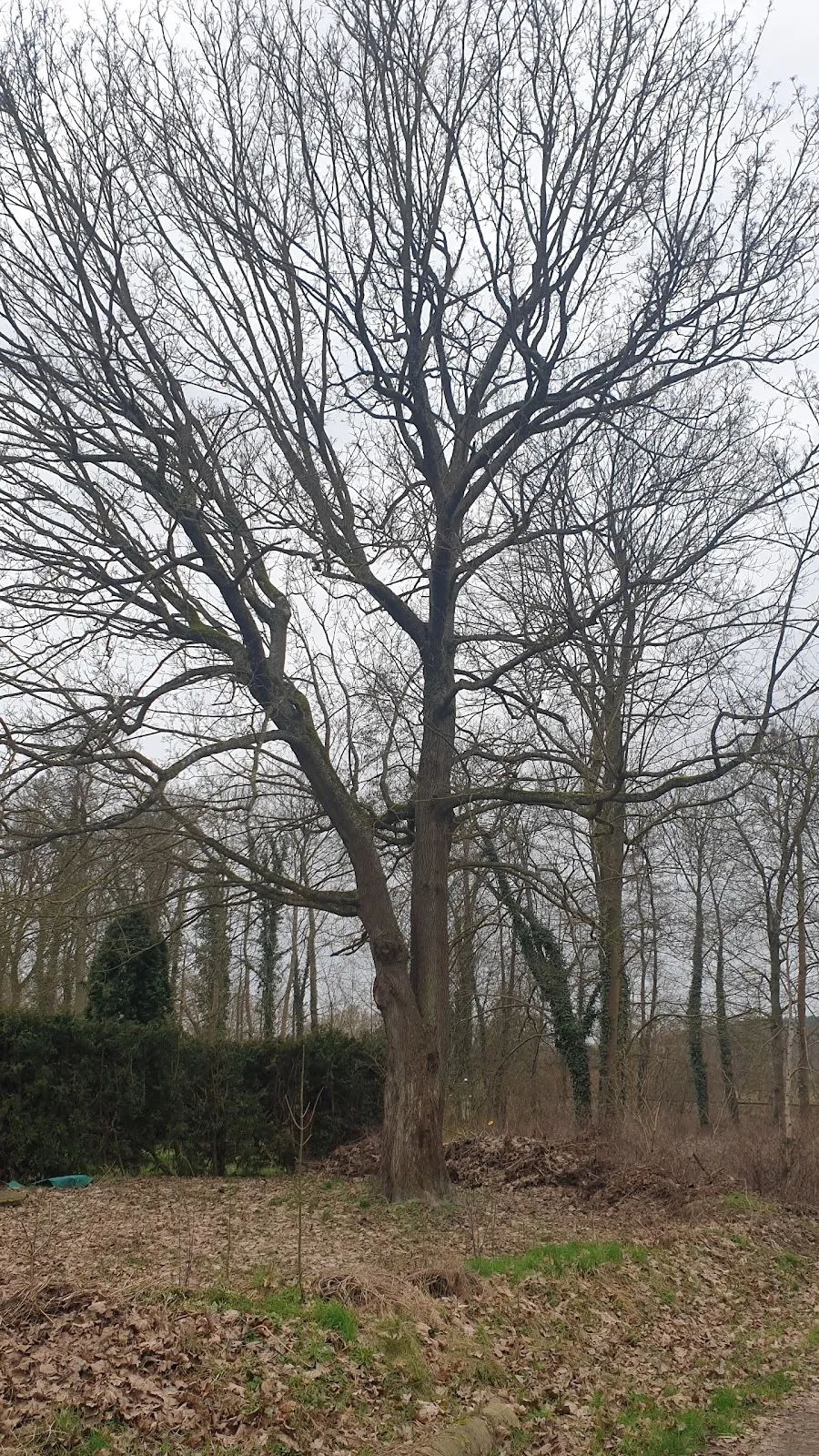 Господский дом Хоппенраде, историческая усадьба в Германии.