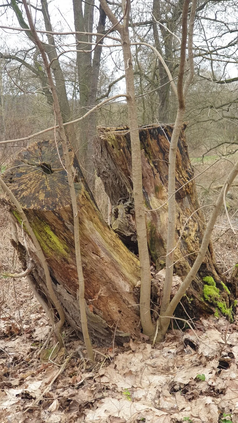 Господский дом Хоппенраде, историческая усадьба в Германии.