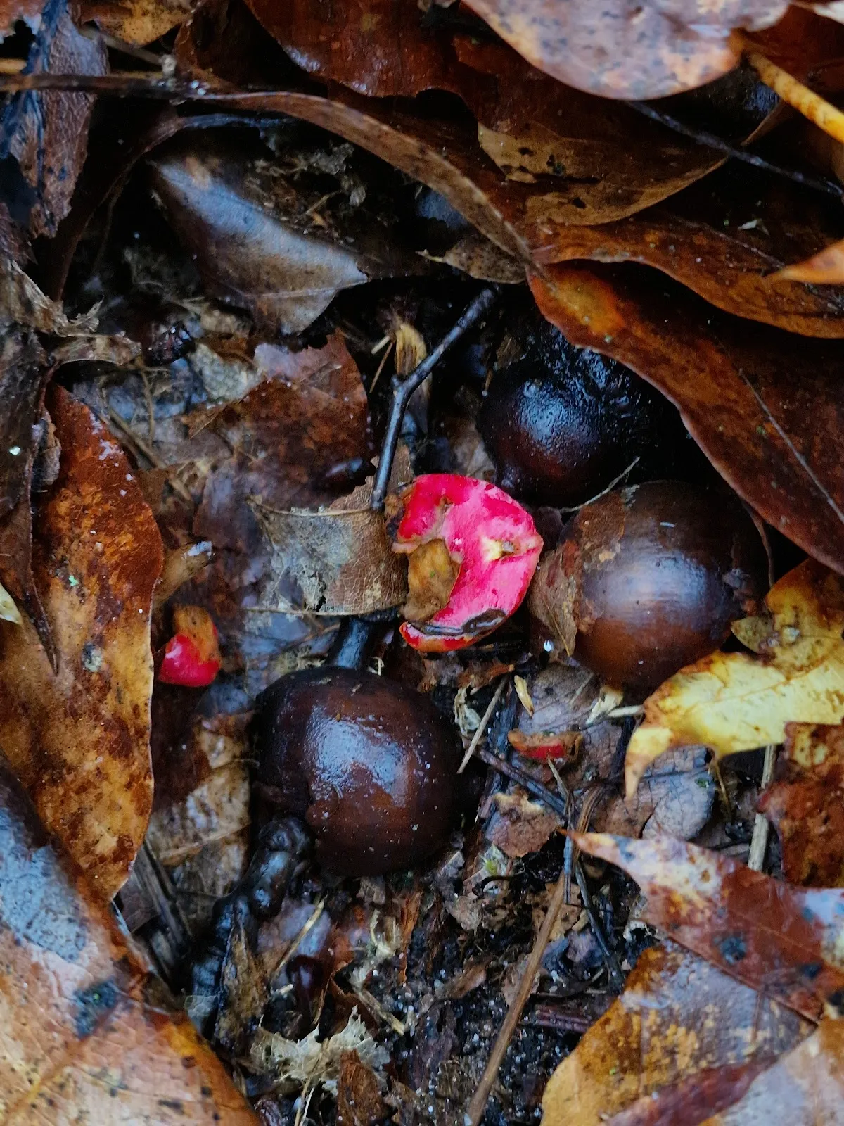 Груневальд