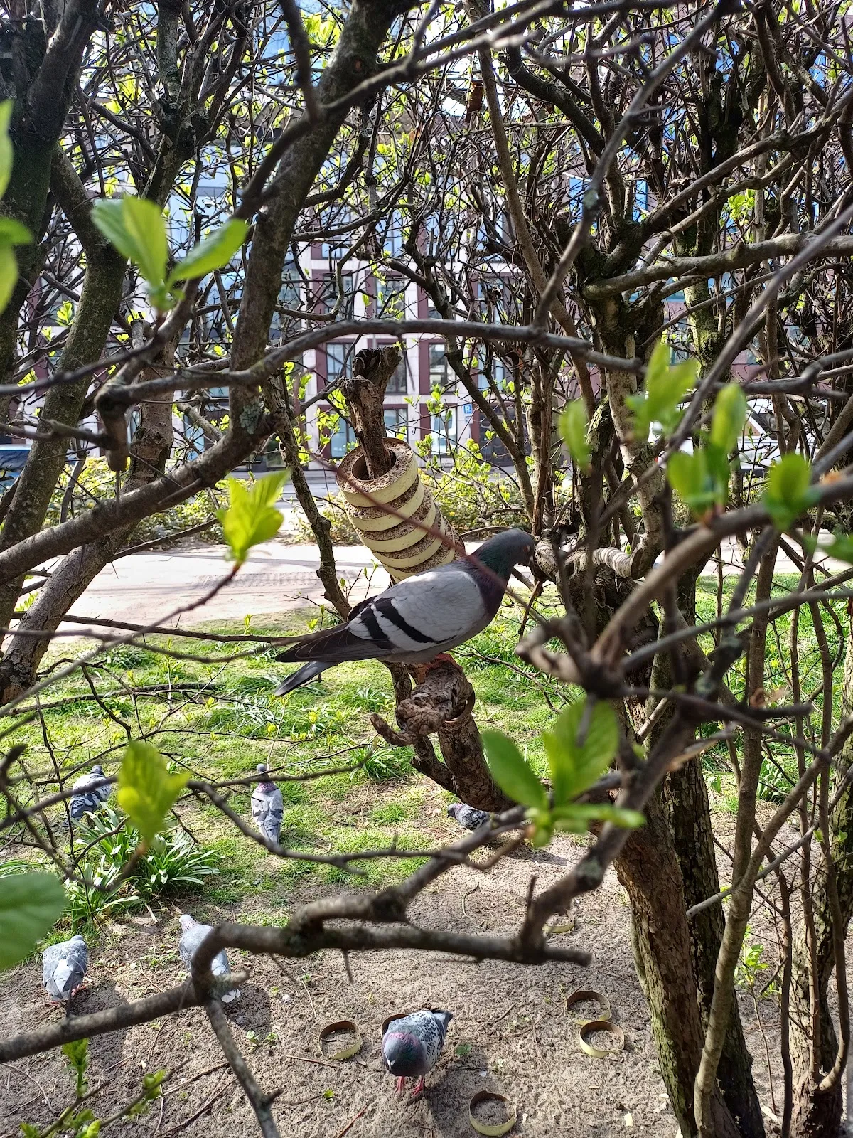 Исторические оборонительные сооружения Грюнанлаге Хопфенмаркт в Гамбурге.