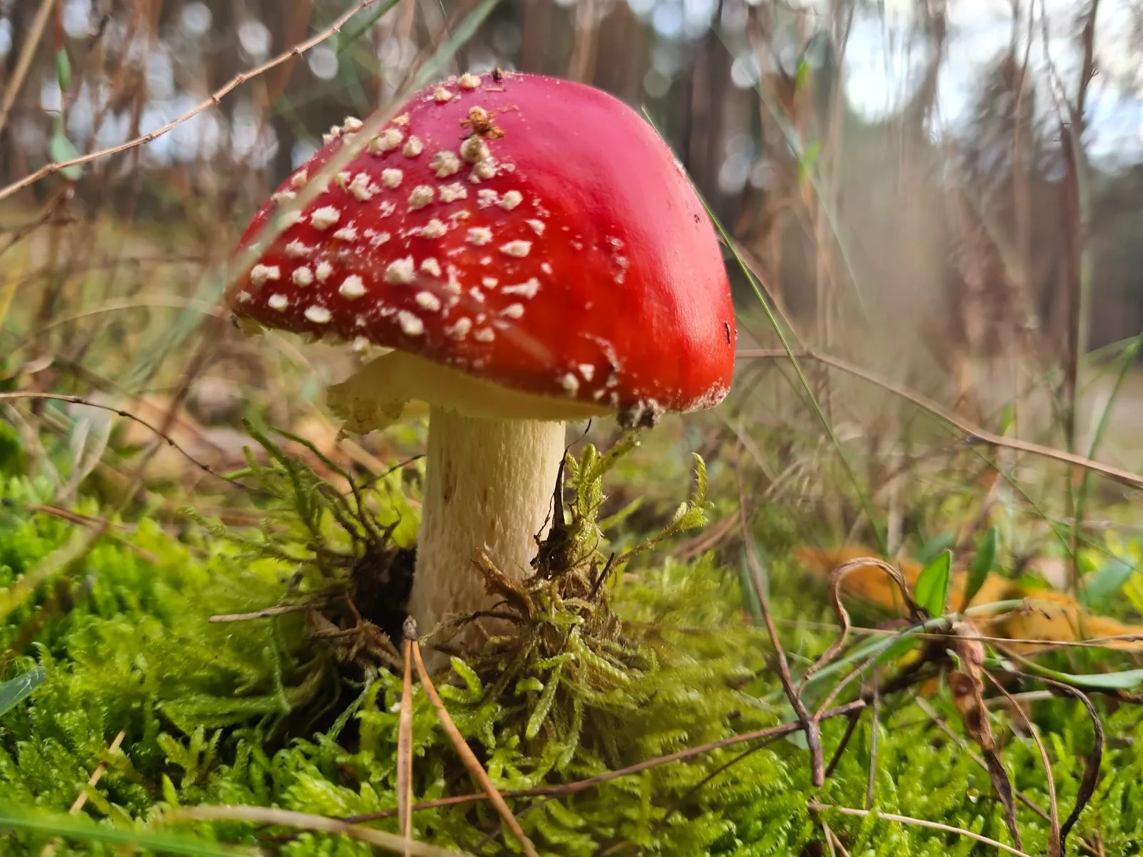 Живописное озеро Хайдезе в Германии, окруженное зеленью