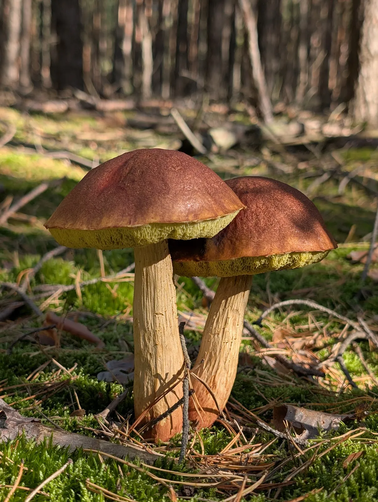 Живописное озеро Хайдезе в Германии, окруженное зеленью