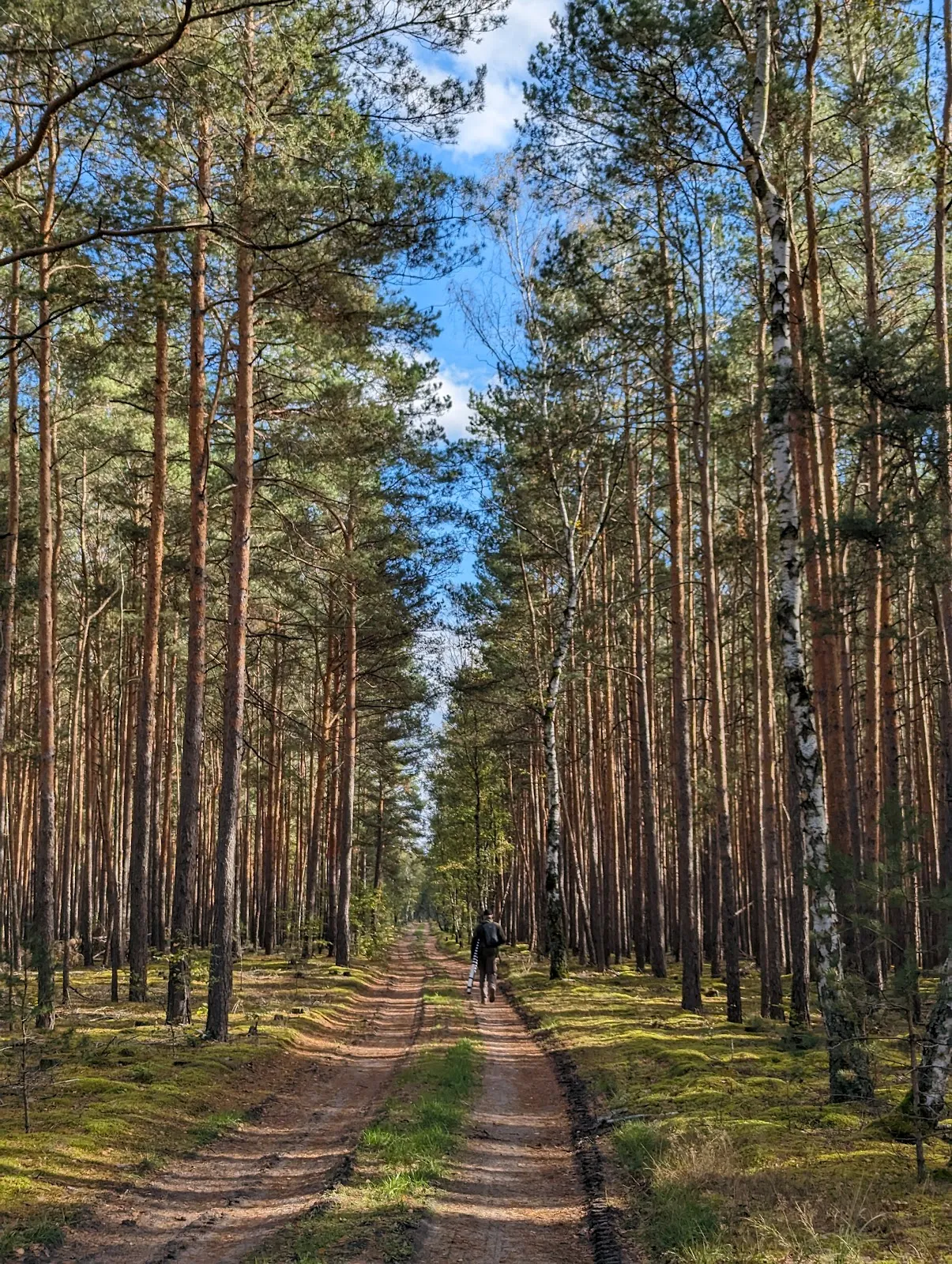 Живописное озеро Хайдезе в Германии, окруженное зеленью
