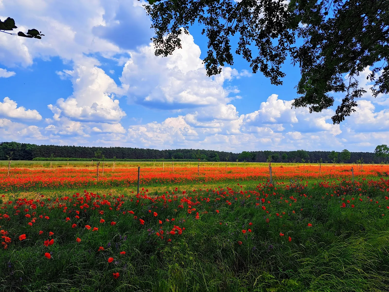 Живописное озеро Хайдезе в Германии, окруженное зеленью