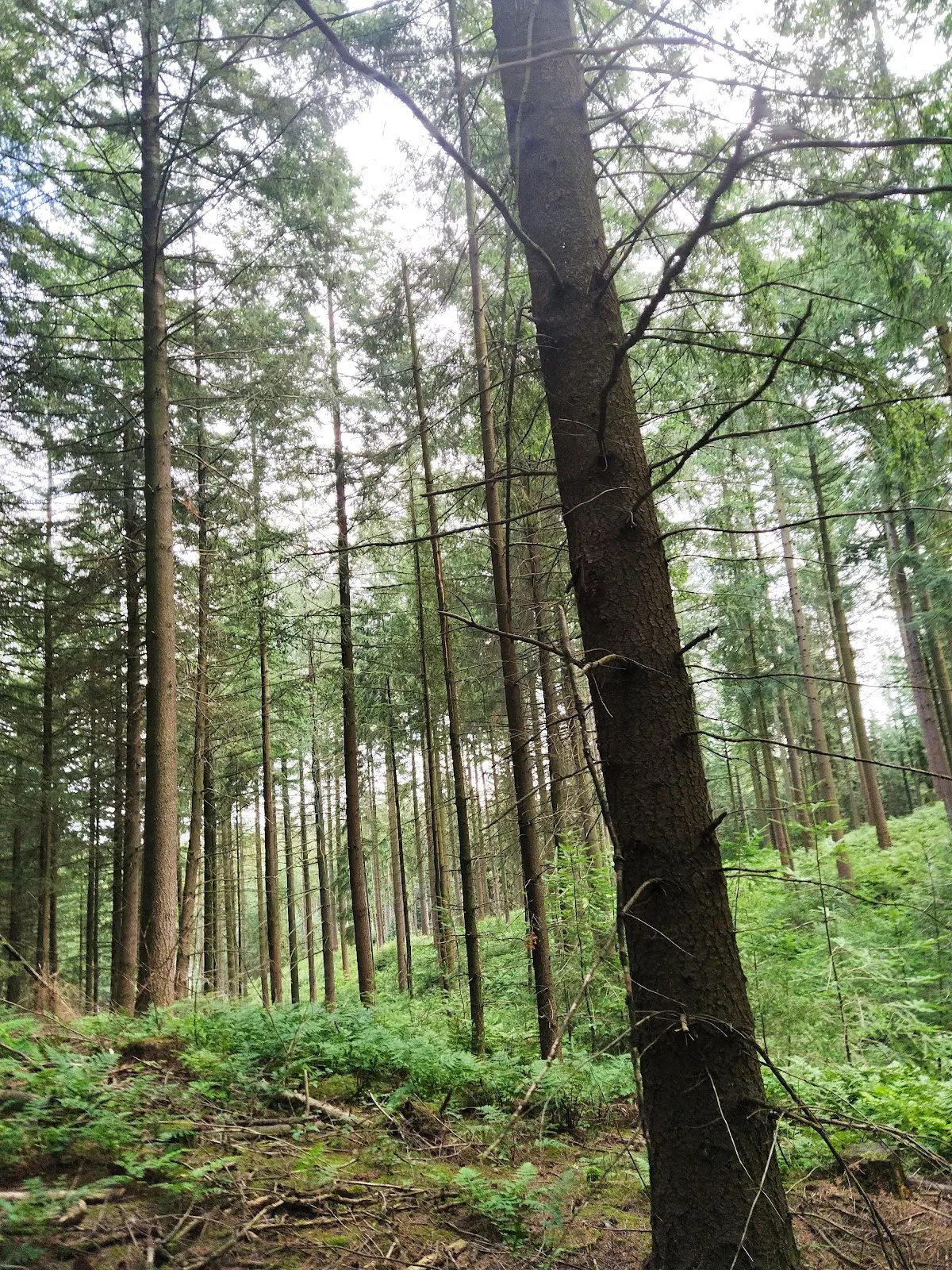 Вид на вершину Хассельбрак в Гамбурге
