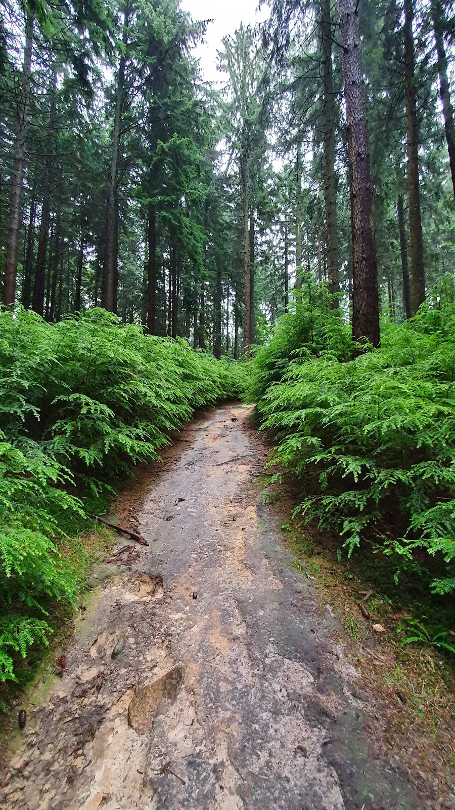 Вид на вершину Хассельбрак в Гамбурге