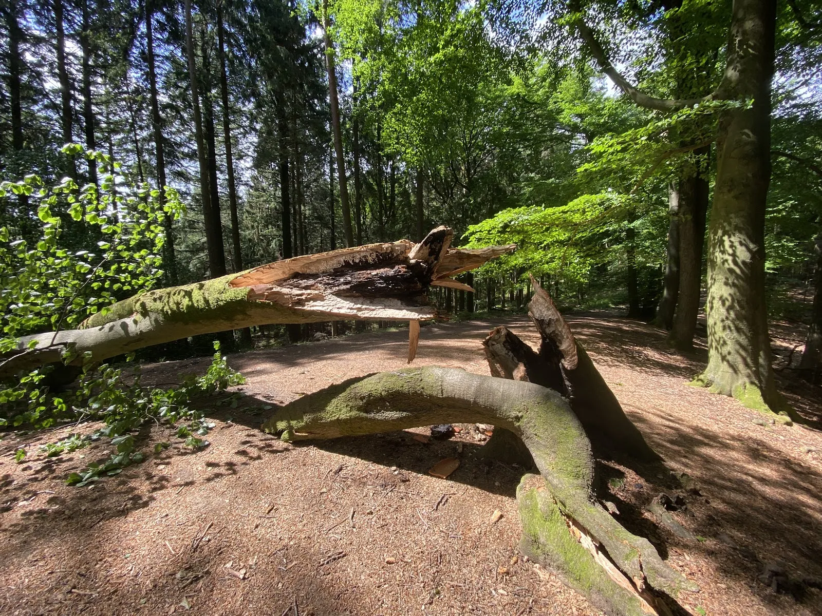 Вид на вершину Хассельбрак в Гамбурге