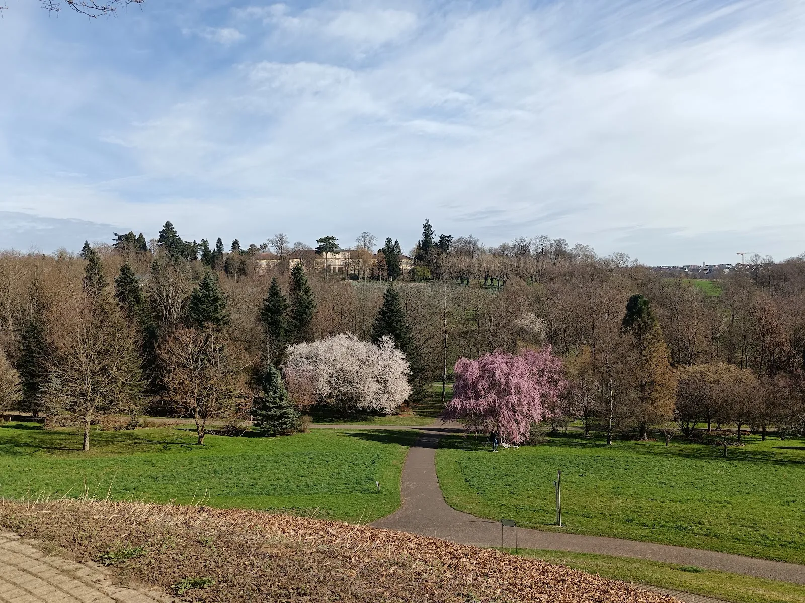 Хоэнхаймерская оранжерея, ботанический сад, растения, Штутгарт