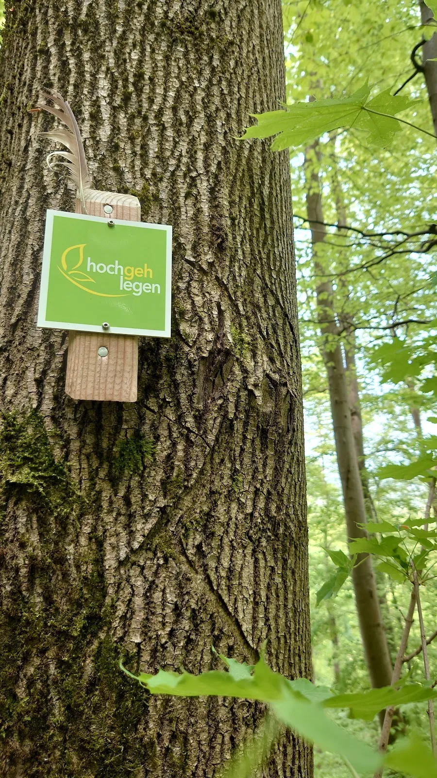 Хохгелеген