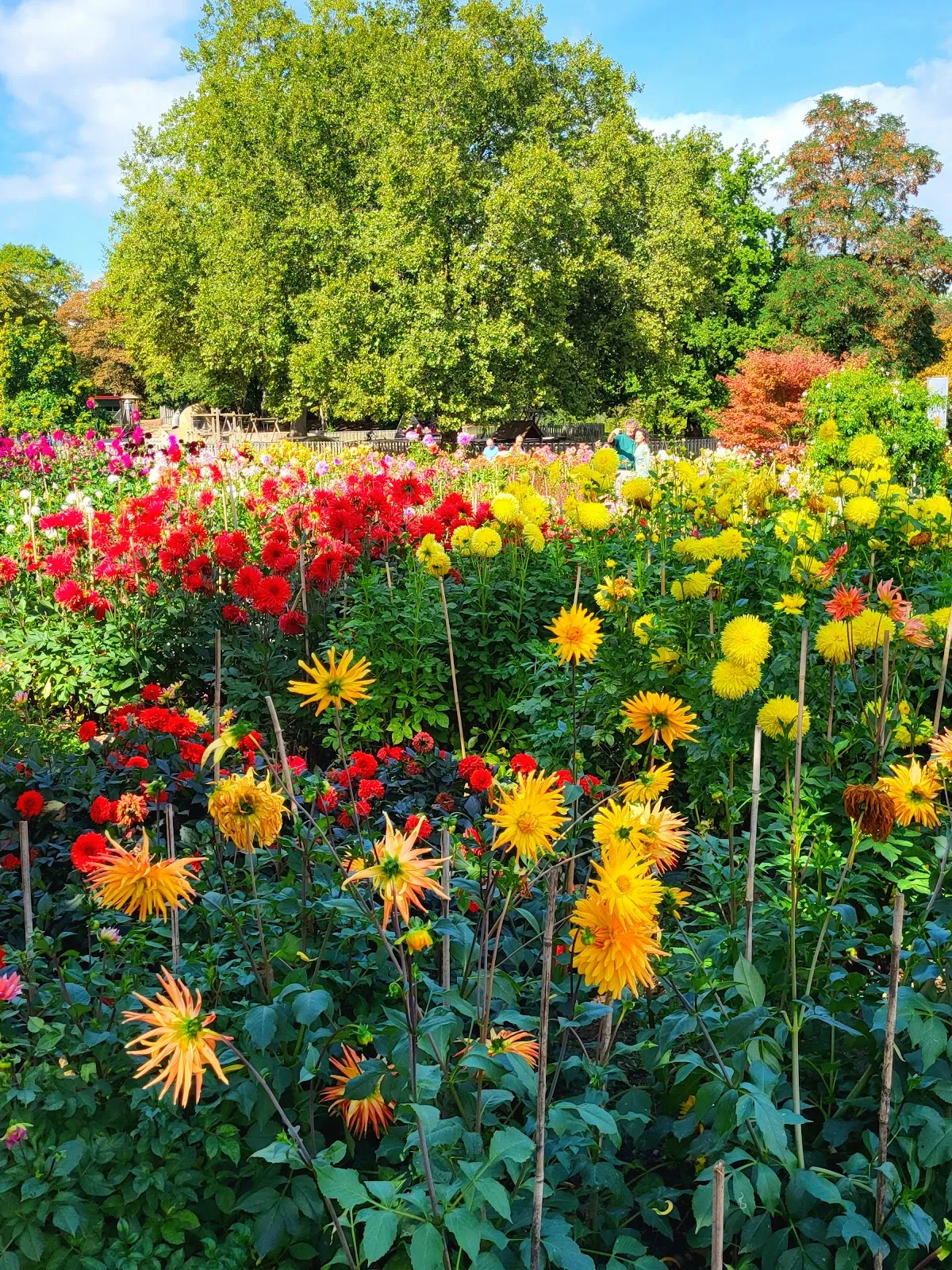 Вид на Хёэнпарк Киллесберг со знаменитой телебашней