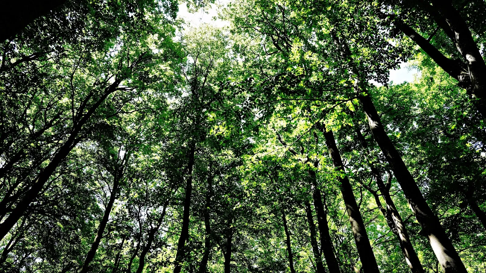 Источник Бонифация на фоне исторической архитектуры