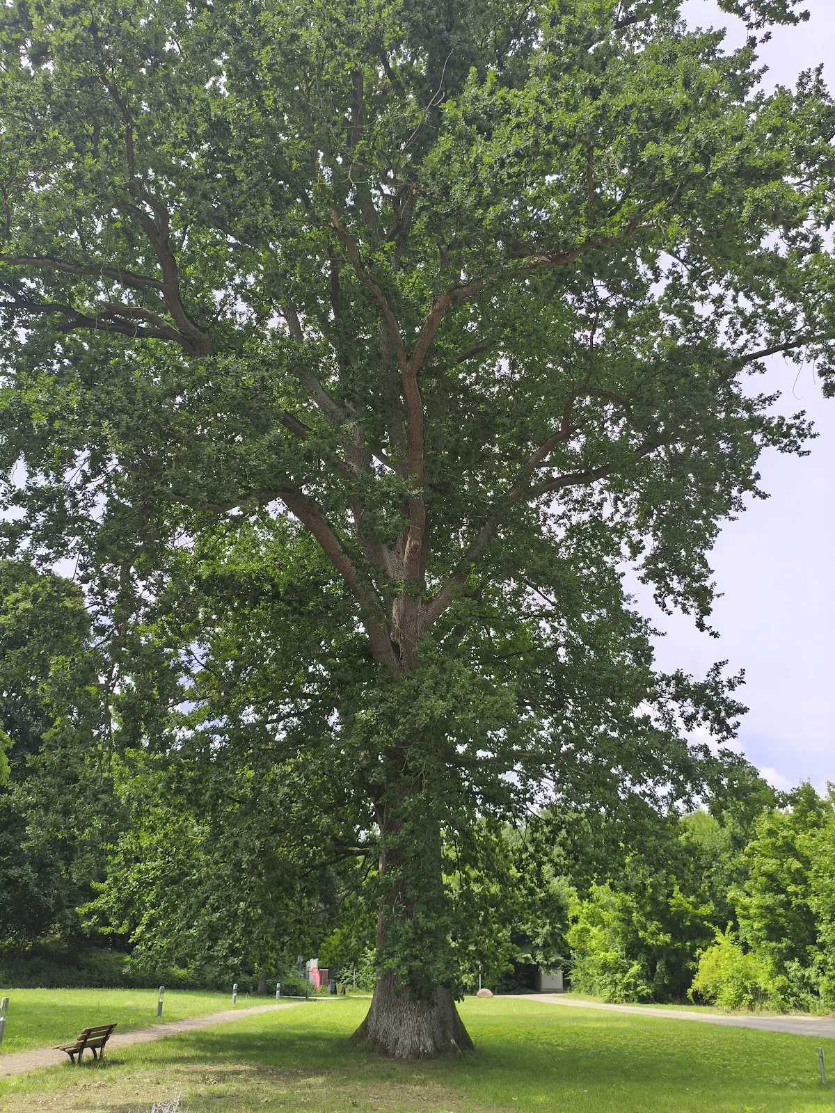 Исторический дуб у Вердера