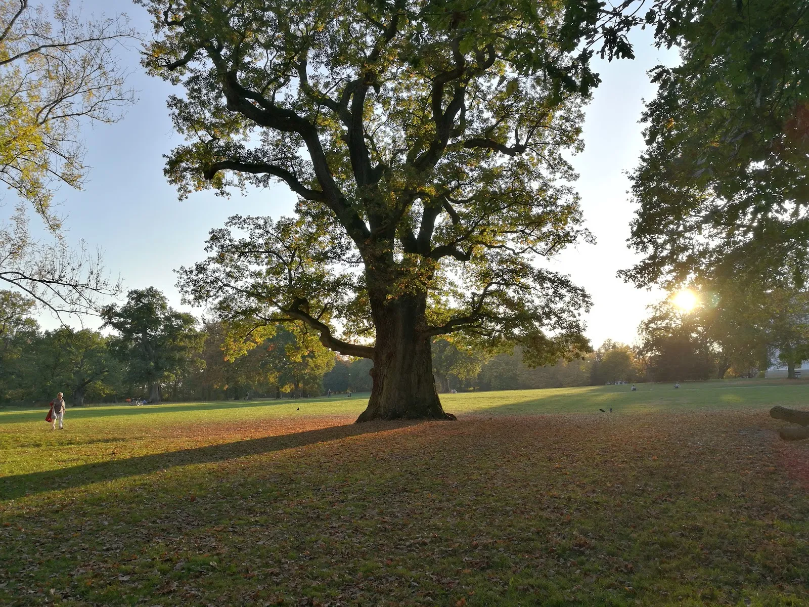 Зеленый парк Йенишпарк в Гамбурге с деревьями и газонами