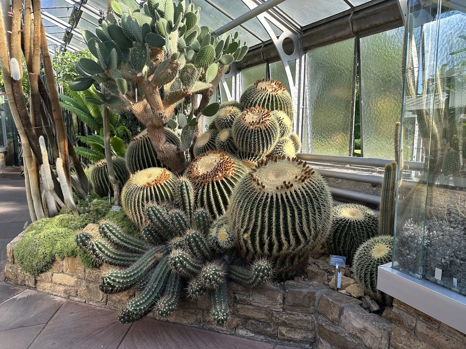 Кактусовый дом