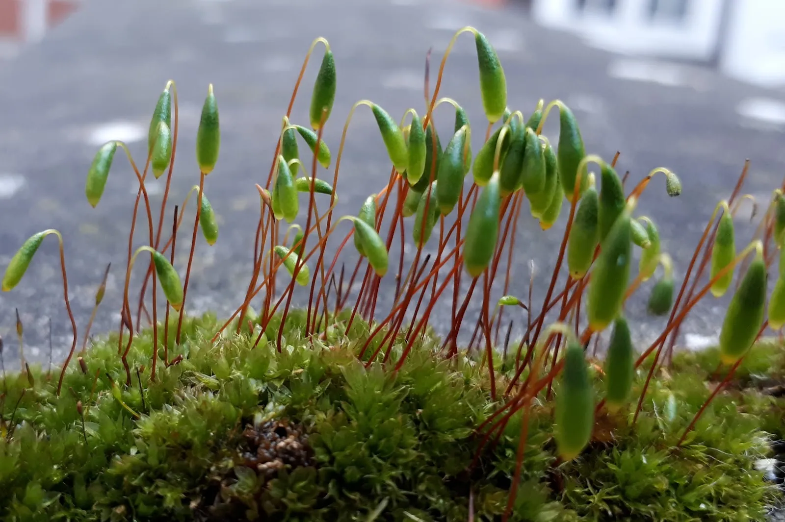 Историческая улица Каландгассе в Целле с фахверковыми домами