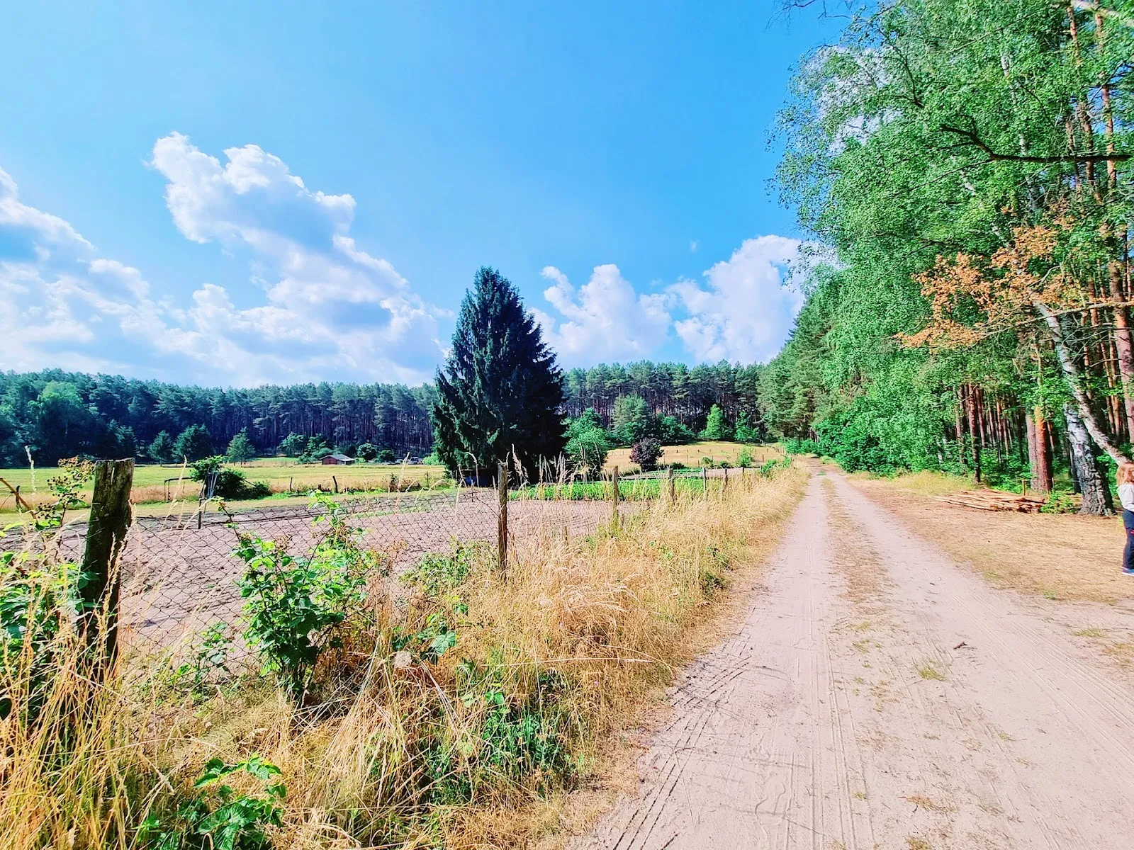 Заповедник Клостер-Ленин, Германия, природа, деревья, тропы, животные