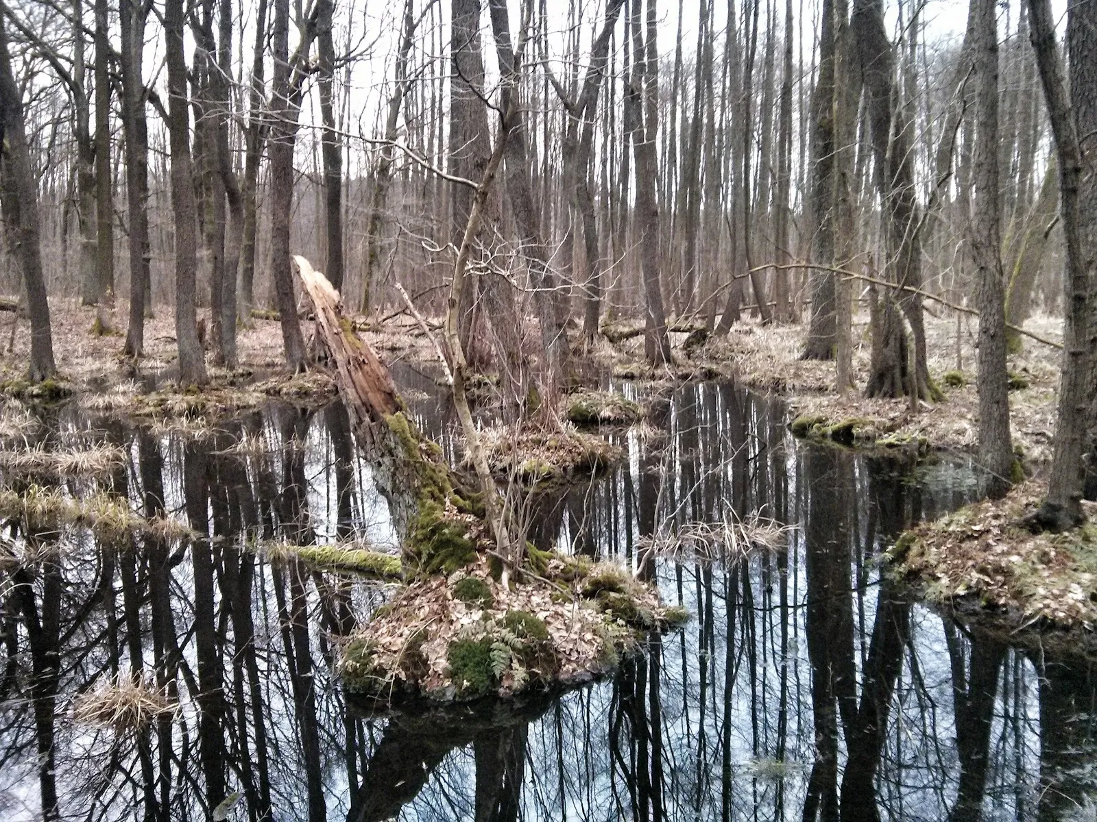 Заповедник Клостер-Ленин, Германия, природа, деревья, тропы, животные