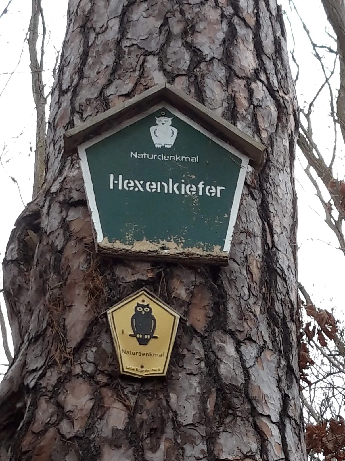 Заповедник Клостер-Ленин, Германия, природа, деревья, тропы, животные