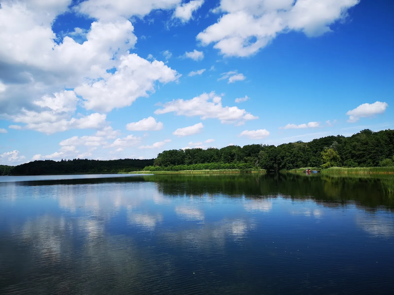 Заповедник Клостер-Ленин, Германия, природа, деревья, тропы, животные