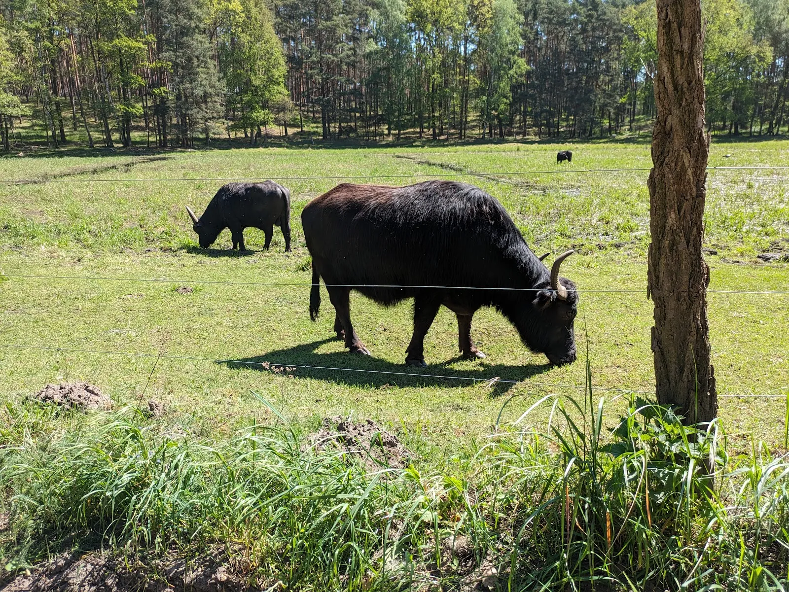 Заповедник Клостер-Ленин, Германия, природа, деревья, тропы, животные