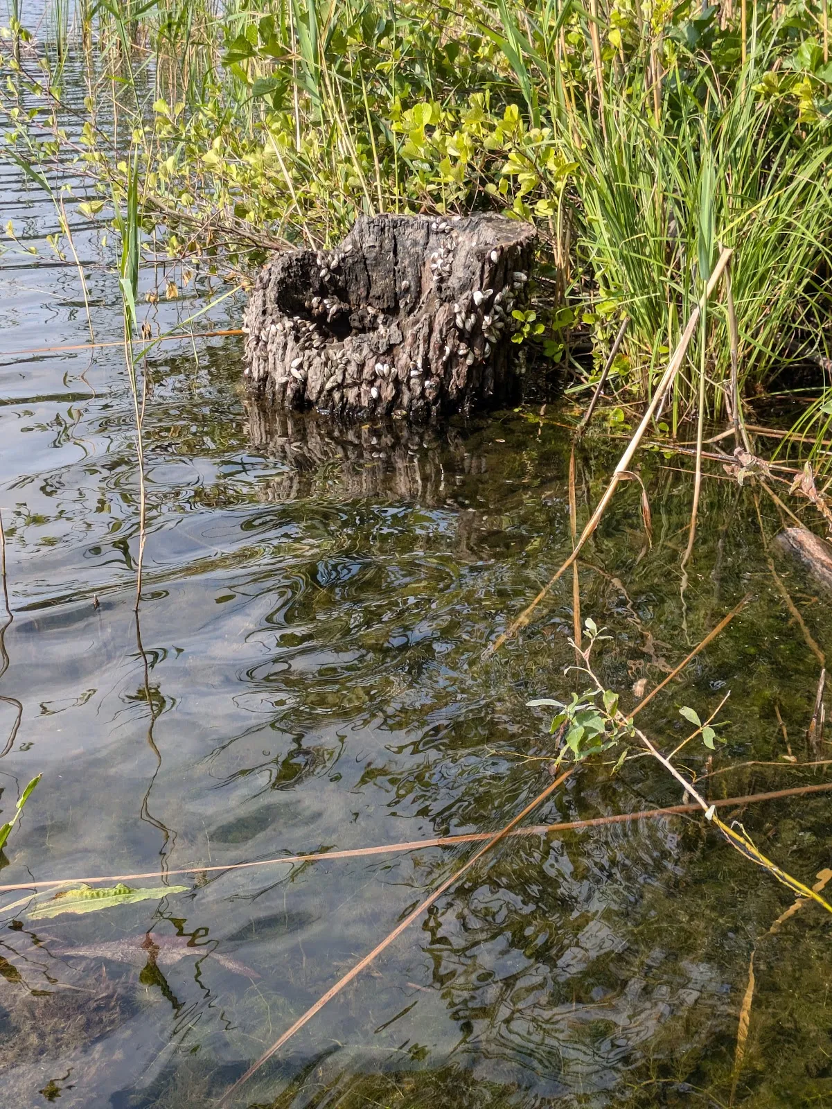 Заповедник Клостер-Ленин, Германия, природа, деревья, тропы, животные