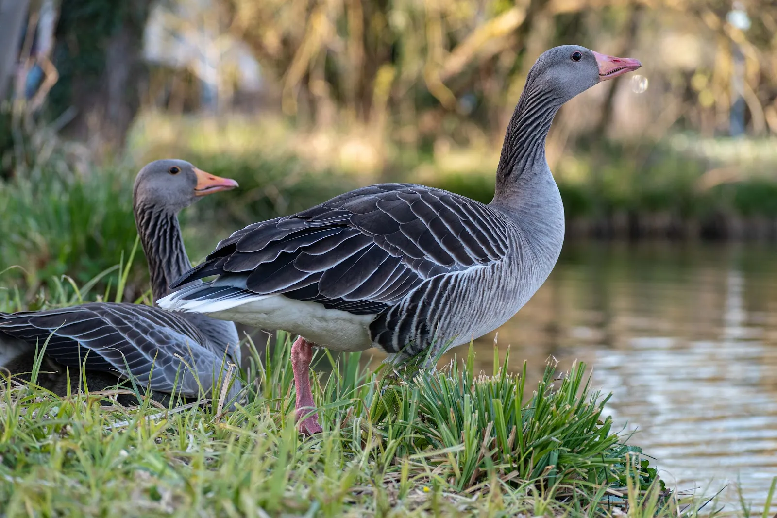 Пейзаж озера Клостерзее в Зиндельфингене с элементами старинной архитектуры