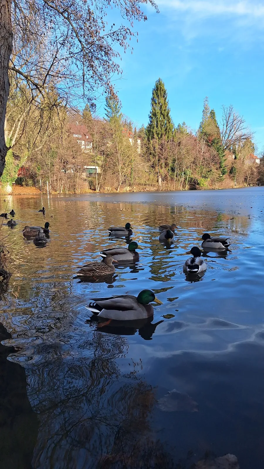 Пейзаж озера Клостерзее в Зиндельфингене с элементами старинной архитектуры