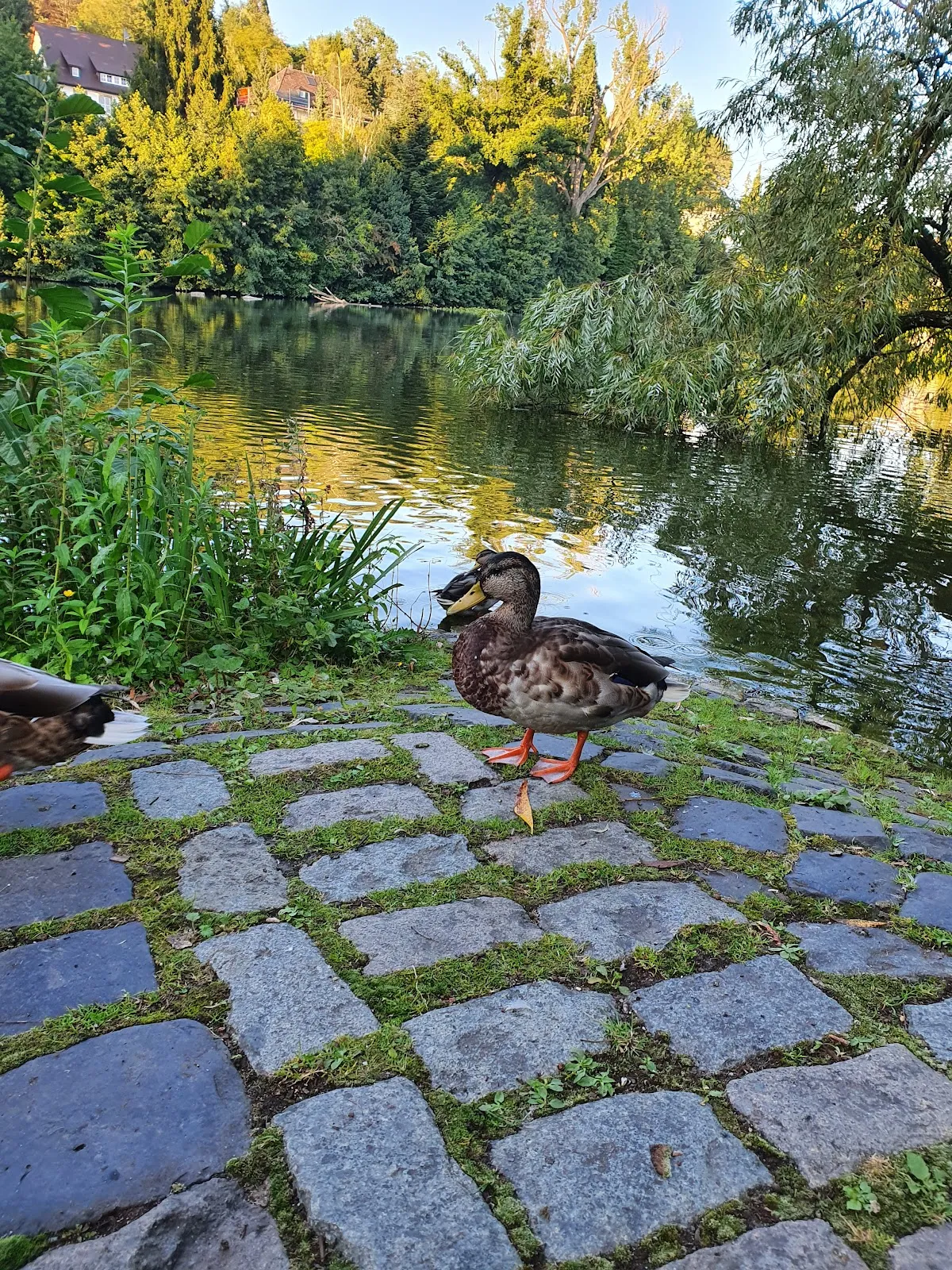 Пейзаж озера Клостерзее в Зиндельфингене с элементами старинной архитектуры