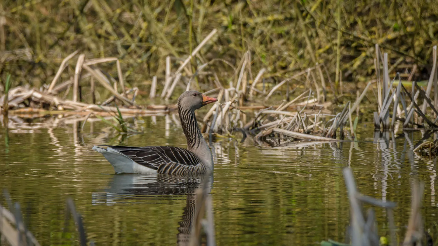 Вид на озеро Кребсшерентайх в Бремене