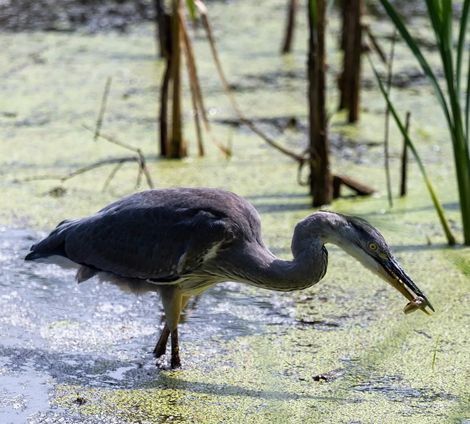 Вид на озеро Кребсшерентайх в Бремене