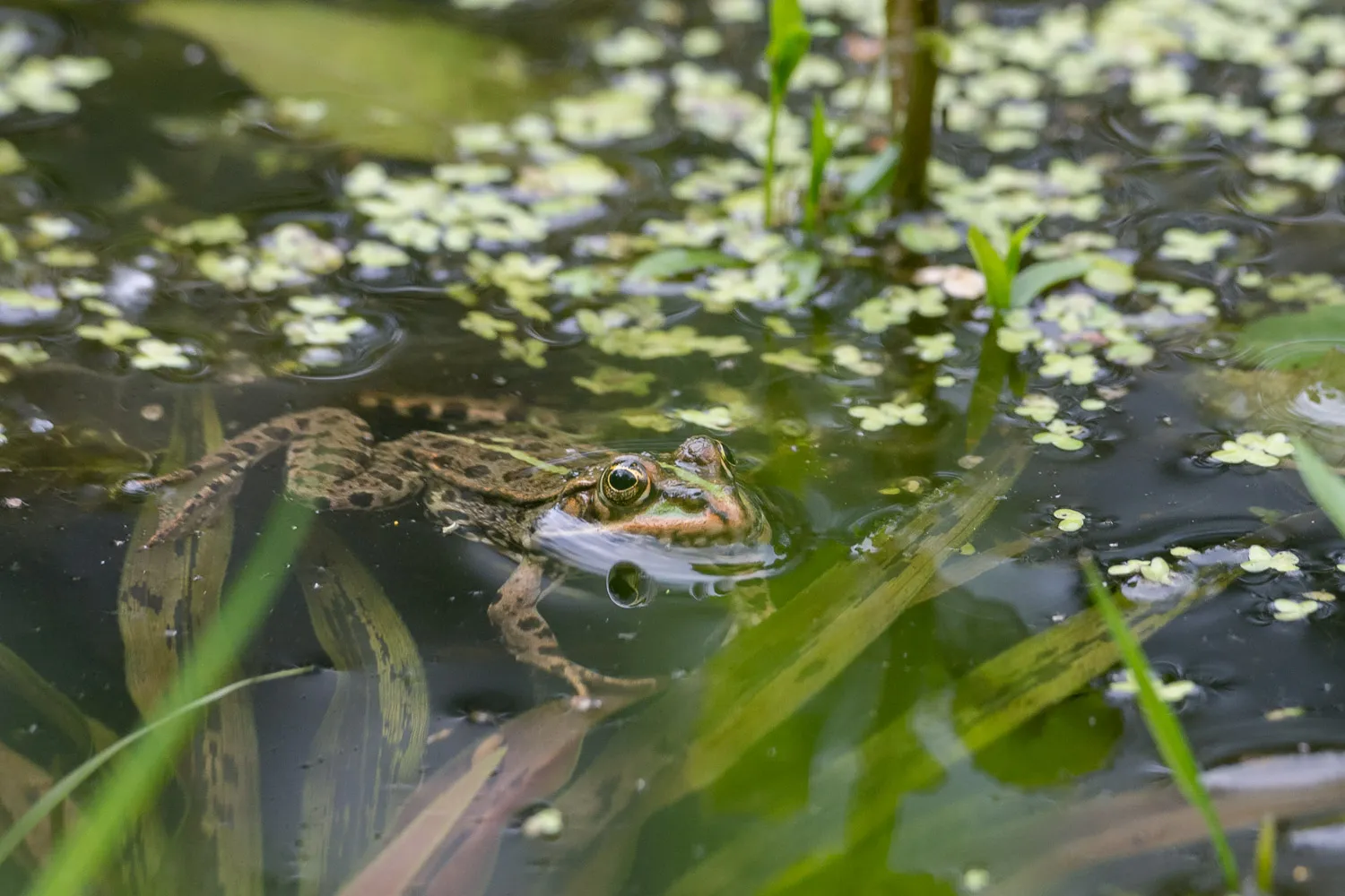 Вид на озеро Кребсшерентайх в Бремене
