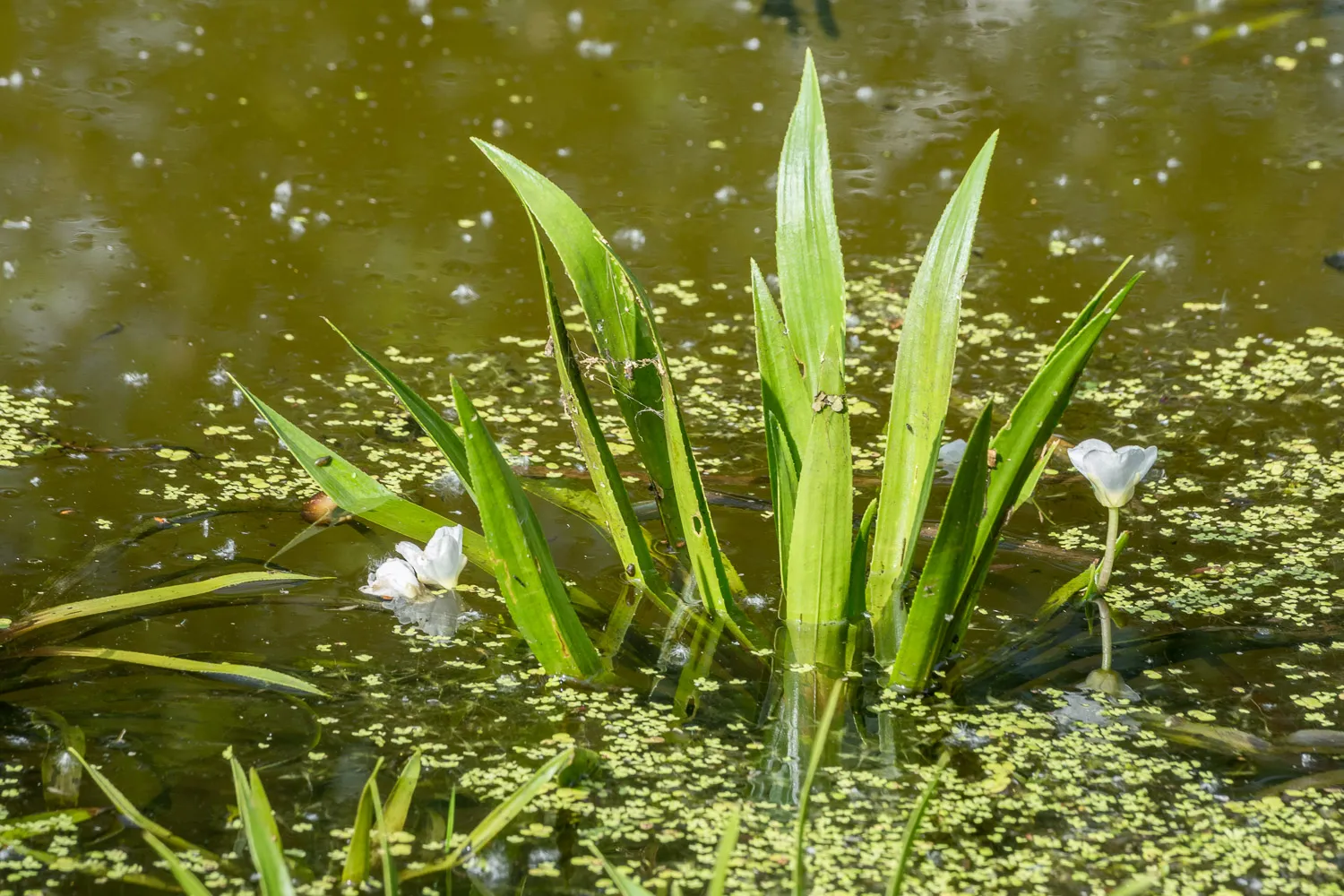 Вид на озеро Кребсшерентайх в Бремене