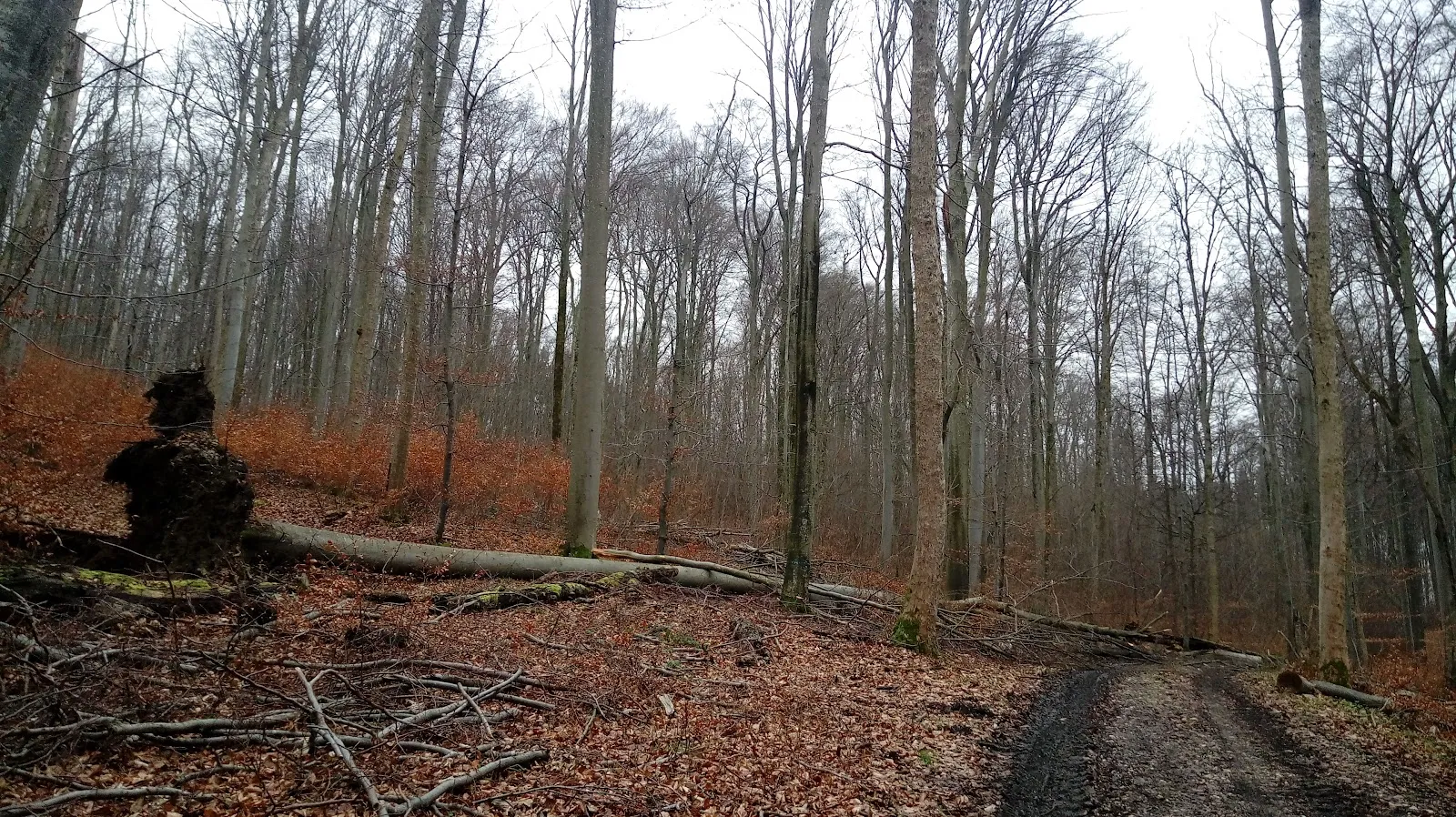 Курцер Вазен – Ротер Вазен